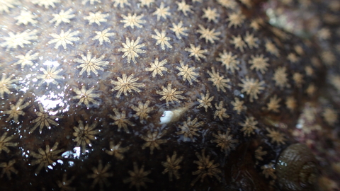 Star ascidians