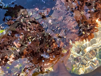 Stalked jellyfish found on shoresearch survey with Wembury Marine Centre