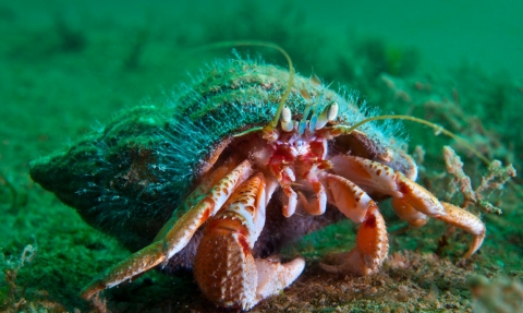 A portrait of a common hermit crab whose borrowed mollusc shell home is covered in the hydroid 