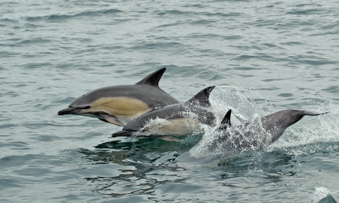 Short-beaked common dolphins (Delphinus delphis) breaching