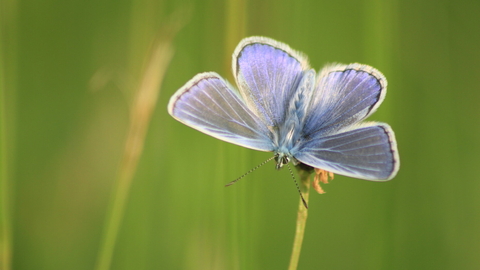 A common blue butterfly perched on a grass head, with its blue wings spread open