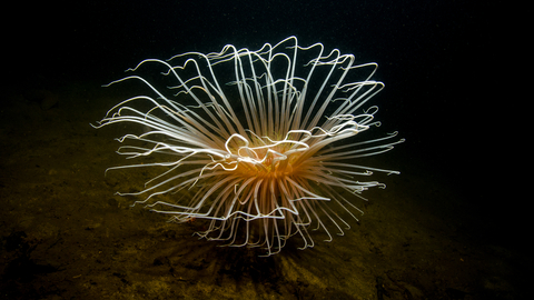 A fireworks anemone living on a muddy sea floor, its long white tentacles flared in a sunburst like an underwater explosion of light