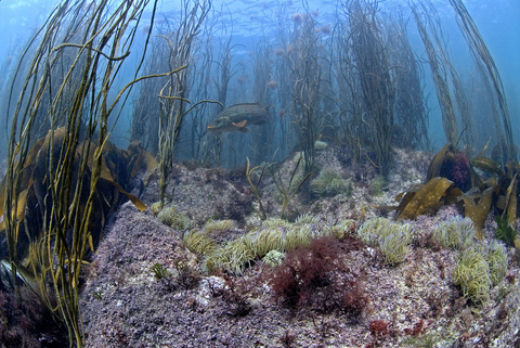 Thongweed, snakelocks, ballan wrasse. Paul Naylor