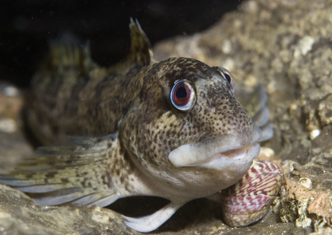 Shanny (common blenny)