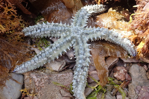 Spiny starfish  