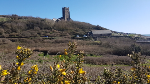 Wembury meadow