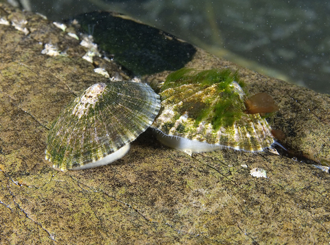 Limpets in dispute Dr Paul Naylor