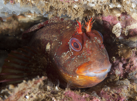 Tompot Blenny Paul Naylor