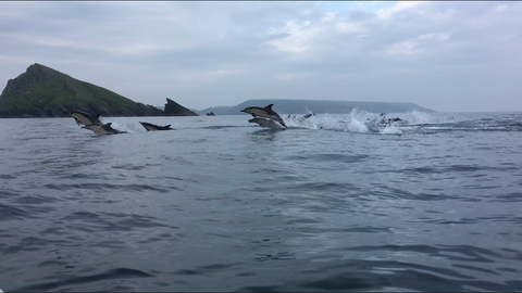 Common dolphins Mewstone - Sam Barnes