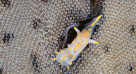 Nudibranchs on bryozoan