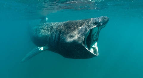 Basking Shark