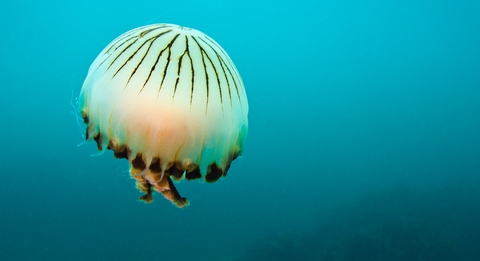 Compass jellyfish Alex Mustard