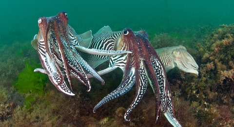 2 male cuttlefish compete for the attention of a female 