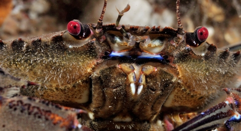 Velvet swimming crab 