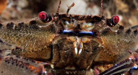 Velvet swimming crab