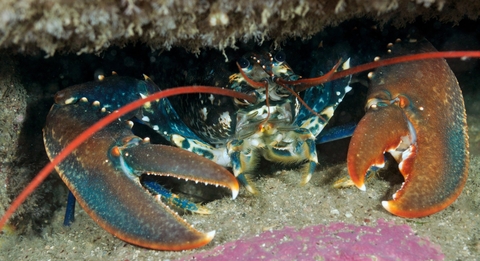 Common lobster