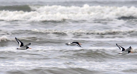 Oyster catchers in flight