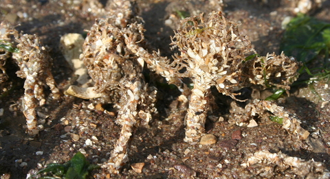 Sand mason worms, credit Nigel Phillips