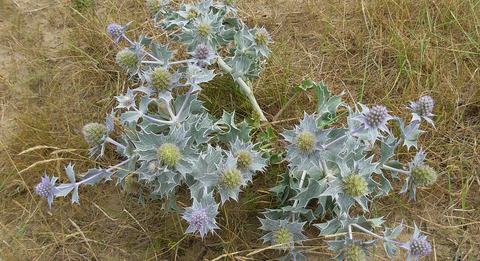 Sea holly