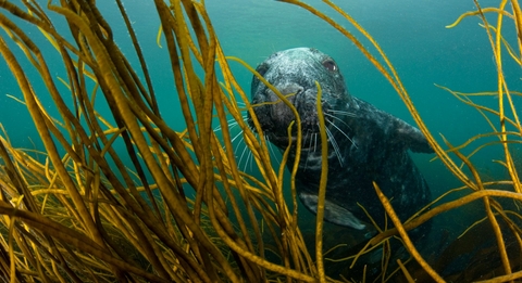 Grey seal with thongweed Alex Mustard