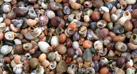 Little shells, credit Julie Hatcher