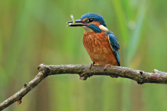 Kingfisher