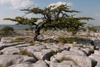 Limestone pavement