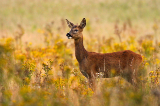 Roe deer