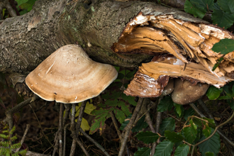 Birch Polypore