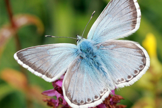 Chalkhill Blue butterfly