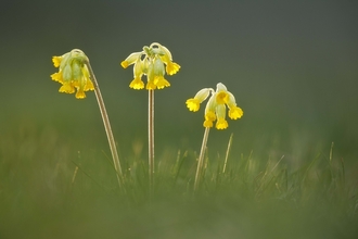 Cowslip