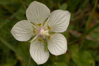 Grass-of-Parnassus