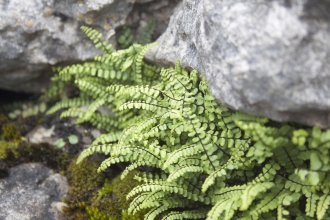 Maidenhair Spleenwort