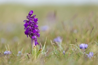 Green-winged Orchid