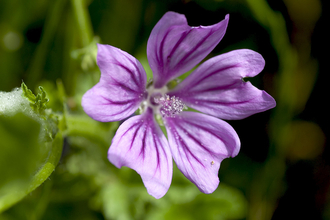 Common Mallow