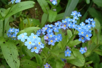 Wood Forget-me-not