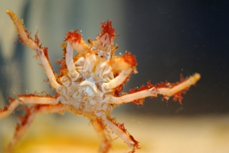 Great Spider Crab