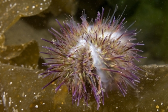 Green sea urchin