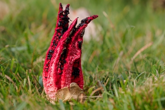 devil's fingers fungus