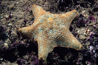 cushion star