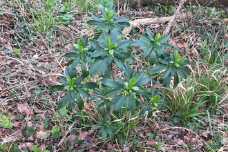 spurge laurel