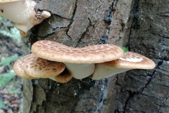 Dryad's Saddle