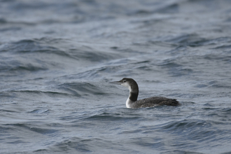 Great northern diver