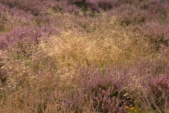 Wavy hair grass