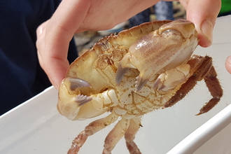 3 clawed Edible crab
