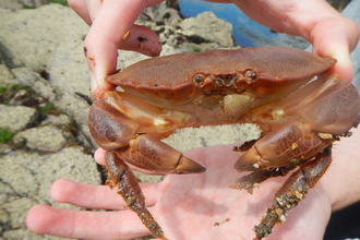 Edible crab