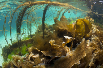 Assorted seaweeds