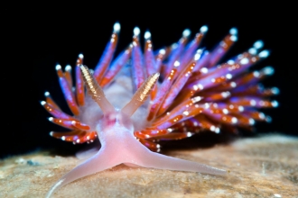 Nudibranch 