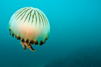 Compass Jellyfish