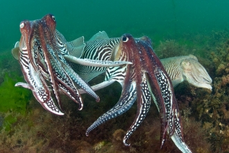 2 male cuttlefish compete for the attention of a female 